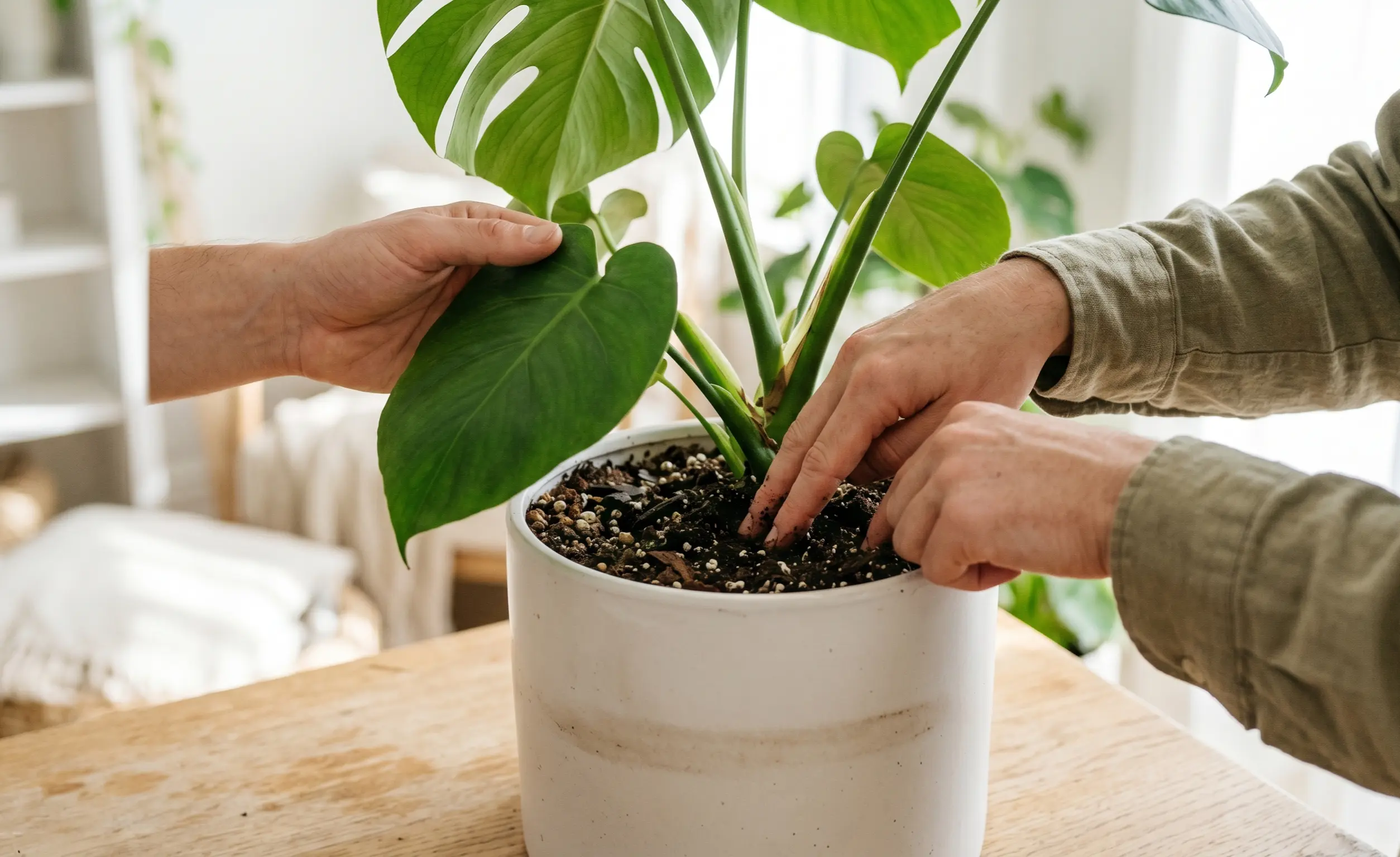 Checking soil moisture to avoid overwatering as part of proper fiddle leaf fig care.